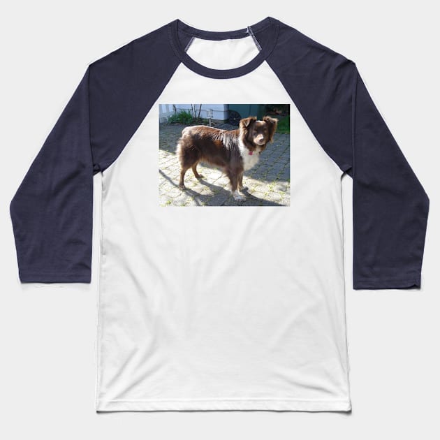 miniature american shepherd red tri full Baseball T-Shirt by Wanderingangel